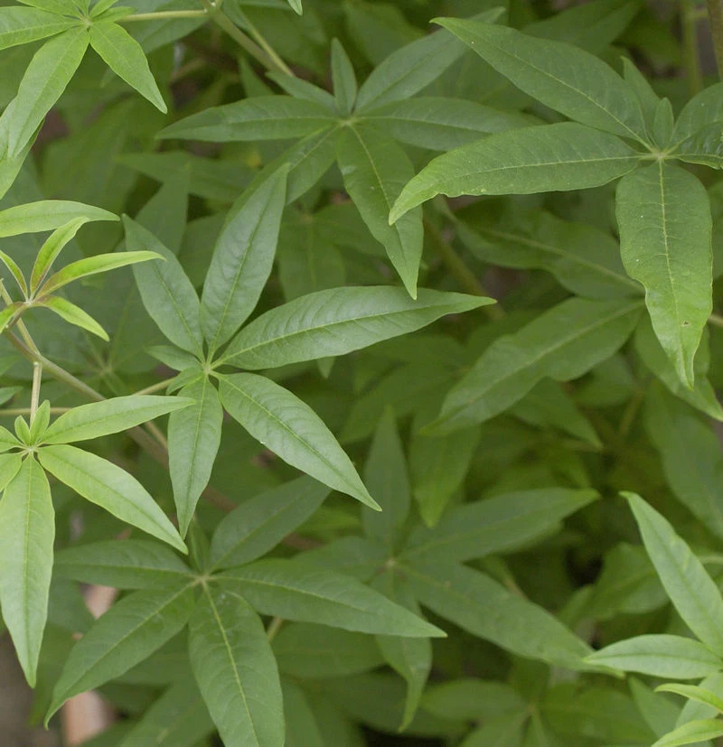 Weisser Mönchspfeffer 30-40cm - Vitex agnus castus - Bild 1 von 1