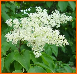 SEED-Japanese tree lilac (Syringa reticulata) - from an Ivory Silk Lilac - Picture 1 of 9