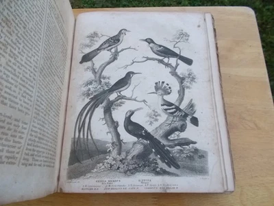 vtg 1825 A HISTORY of the EARTH and ANIMATED NATURE Oliver Goldsmith 1800s BOOK - Image 1 of 4