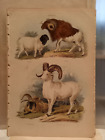 1851 CUVIER HC ENGRAVING sheep: persian & guinea sheep, jacob's & bighorn sheep