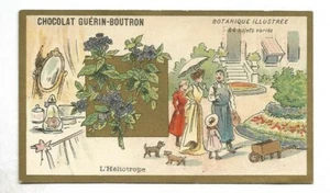 L'Héliotrope - Botanique illustrée -- Chromo Guérin Boutron - Trade card - Bild 1 von 2