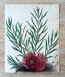 Andrews Botanical Print Engraving Flower Protea Humiflora 1805 Colored 02684 - Picture 1 of 3