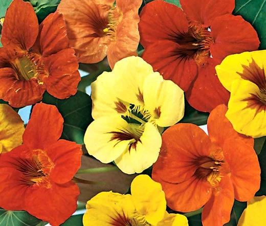 MEZCLA DE JOYAS DE CAPUCHINA Tropaeolum Majus - 300 semillas a granel Foto 1 de 1