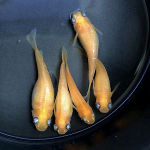 10+5 Free Red King Fertilized Japanese Medaka Rice Fish Eggs-USA Bred - Picture 1 of 4