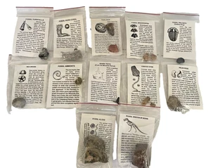 Konvolut 12 Fossil Steine mit Ausweisen - Bild 1 von 13