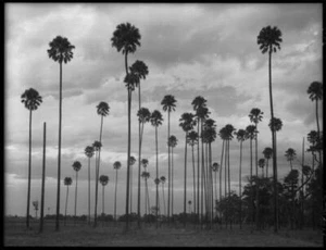 NSW Cabbage tree palms Albion Park South Coast New South Wales - Old Photo - Picture 1 of 1