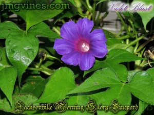 Violet Blast Japanese Morning Glory 6 Qty - Picture 1 of 6