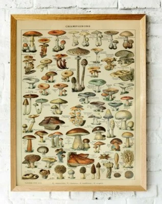 Mushrooms print: Vintage Fungi poster Art Wall Art poster, home decor 2023 - Image 1 of 4