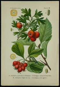 1898ca - Espino - Tabla De Botánica En Color Y De Horticultura - Imagen 1 de 3