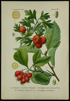 1898ca - Aubépine - Planche de Botanique en couleur et d’horticulture - Photo 1/3