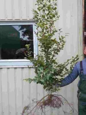 Rotbuchen 40st. 120-150cm  Heckenpflanzen Wurzelware Fagus sylvatica Rotbuche - Bild 1 von 2