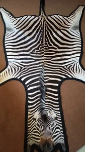 Zebra hide / skin - A large A grade South African Burchell Zebra hide FELTED - Picture 1 of 11