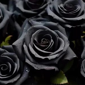 ca. 100 Stück/Pack Schwarze Rose Blumensamen Hausgarten seltene Blumensamen - Picture 1 of 6