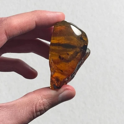 Leafhopper in Burmese / Burmite amber fossil / 100% genuine amber  - Image 1 of 4