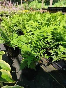 Ostrich Fern Matteuccia struthiopteris 5.25" Pot Well Rooted Perennial Fern - Picture 1 of 2
