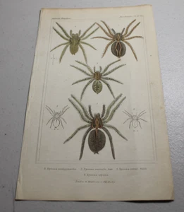 1837 CUVIER Stampe a colori animali ~ TARANTOLA LUPO RAGNO, più altri tre tipi - Foto 1 di 1