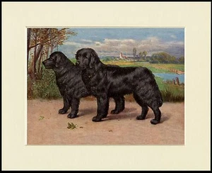 NEWFOUNDLAND DOGS LOVELY DOG PRINT MOUNTED READY TO FRAME - Picture 1 of 1