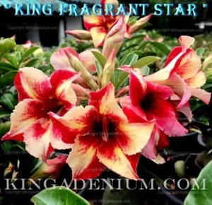 ADENIUM OBESUM WÜSTENROSE " KING DUFTSTERN " 100 SAMEN FRISCH SELTEN HYBRID - Bild 1 von 8