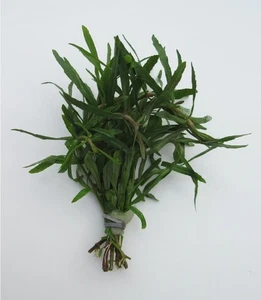 Pogostemon stellatus - Eusteralis Sternpflanze Aquarienpflanze Wasserpflanze - Bild 1 von 2