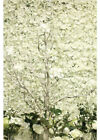 Cream Hydrangea Artificial Flower Wall Backdrop Tile