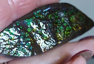Expositor de mesa Ammolite Ammonite 80,4x28x14mm 18362 - Imagen 1 de 5