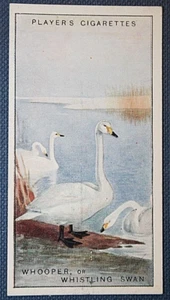 WHOOPER SWAN Vintage 1927 Illustrated Bird Card FE11M - Picture 1 of 2