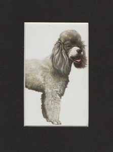 Miniature Poodle - CUSTOM MATTED - 1988 Vintage Dog Art Print - Cozzaglio 5 x 7 - Picture 1 of 1