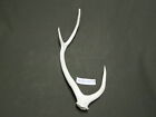 Axis Deer Shed Antler For Making Canes Or Knifes AA0369