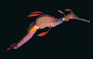 Weedy Seadragon/Sea Dragon marine life postcard - Picture 1 of 1