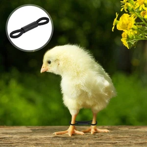 100 PEZZI Copripiedi di Pollo Fasce Correttive Gambe Bambino Pollame Piccola Uccellino - Foto 1 di 12