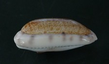 Cypraea teres 37 mm GEM , UNUSUAL CALLOUS body pattern WOW !!!