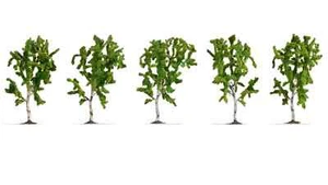 Model Scenery - 25630 - Birches , 5Pc - Picture 1 of 2