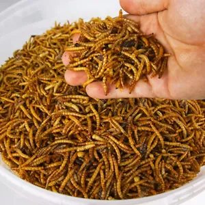 More details for dried mealworms - premium wild bird food large chubby worms