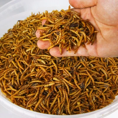 Dried Mealworms - Premium Wild Bird Food Large Chubby Worms