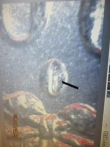 1884-O MORGAN SILVER DOLLAR GEM VAM O/O MINTMARK   NN8 - Picture 1 of 3