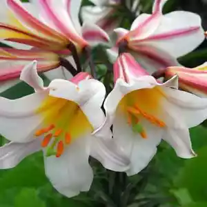 8X Seed White Trumpet Lily Regale Album Asiatic Lilium Garden Plant Organic - Picture 1 of 2