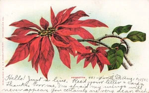 Postcard Art Poinsettia Flowering Plant - Picture 1 of 2