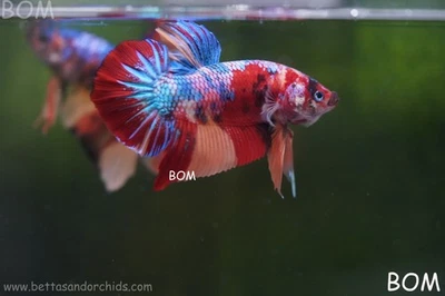 VIVO BETTA GIGANTE MACHO BENGAL TIGRE 6 CM BO | BOM-A468 Foto 1 de 4