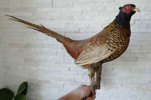 +++ Old Lovely Premium *PHEASANT* "Fasan" Taxidermy Collectors +++