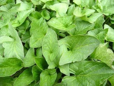 Good King Henry (Chenopodium bonus-henricus) Seeds, organic - Image 1 of 4