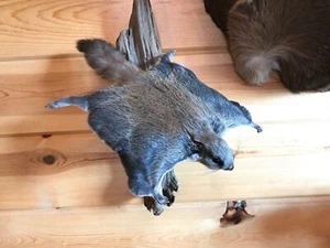 Beautiful Adorable Flying Squirrel Small Animal Taxidermy Mount Art Wildlife - Picture 1 of 4