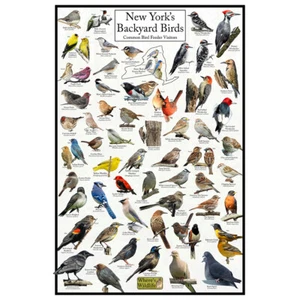 New York's Backyard Birds Poster - New York Bird Feeder Chart - Birdwatching - Picture 1 of 6