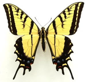PAPILIO MULTICAUDATA PUSILLUS MALE FROM UTAH, USA - Picture 1 of 2