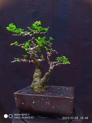 Bonsai Streblus Asper ~ Real Pictures ~ Old Tree.     #giftideas - Image 1 of 4