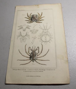 Impresiones a color de animales CUVIER 1837 ~ CANGREJO PHILLYRA CÁNCER, más otro tipo - Imagen 1 de 1