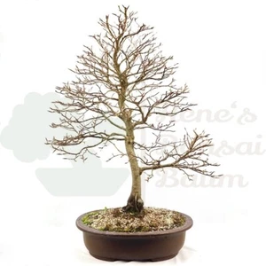BONSAI Rotbuche 'Fagus sylvatica' inkl. Schale. - Bild 1 von 5