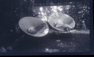 THREE SIAMESE CATS ON RATTAN CHAIRS IN YARD, 1950's NEGATIVE - Picture 1 of 1