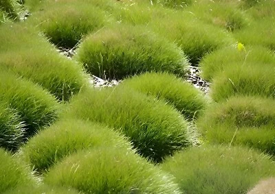 3 x Festuca gautieri (Ziergras/Gräser/Stauden/Bodendecker) Bärenfellgras - Bild 1 von 4
