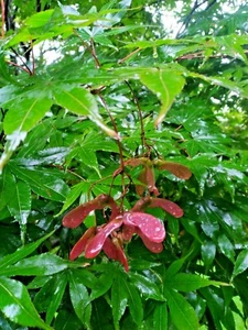 100 Japanese Maple Seed - Picture 1 of 1