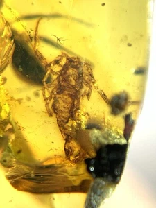 Scorpionida 🦂 Burmit Kreide Bernstein Fossil Dinosaurier Ära - Bild 1 von 6